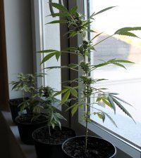 Pyrzyce - marihuana uprawiana w mieszkaniu