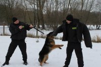 Dzień szkoleniowy czworonożnych funkcjonariuszy szczecińskiej Policji