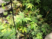 plantacja marihuany
